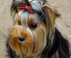 Τεριέ του Γιορκσάιρ είναι μια μικρή φυλή σκυλιών τεριέ του τύπου, που αναπτύχθηκε τον 19ο αιώνα, στην ιστορική περιοχή του Yorkshire της Αγγλίας